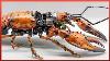 Mann Verwandelt Tote Tiere In Atemberaubende Roboter Kyborg K Fer U0026 Hummer By Yizhizhu